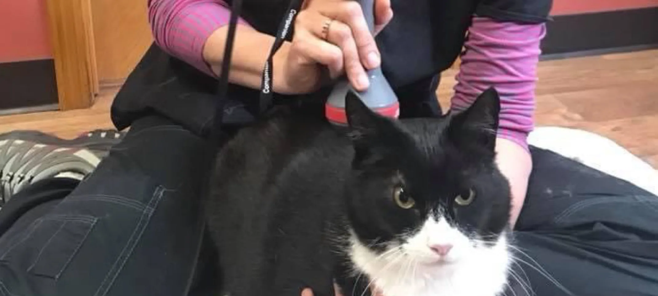Marianne performing laser therapy on a cat. Marianne performing laser therapy on a cat.