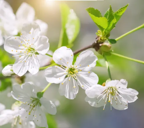 White Flowers