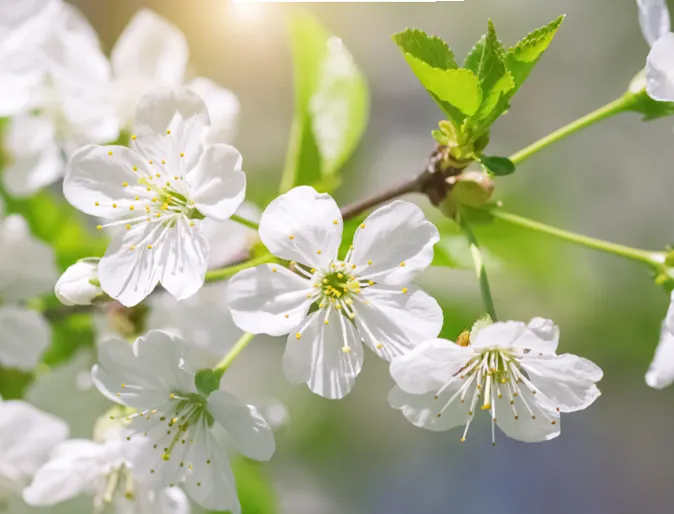 White Flowers White Flowers