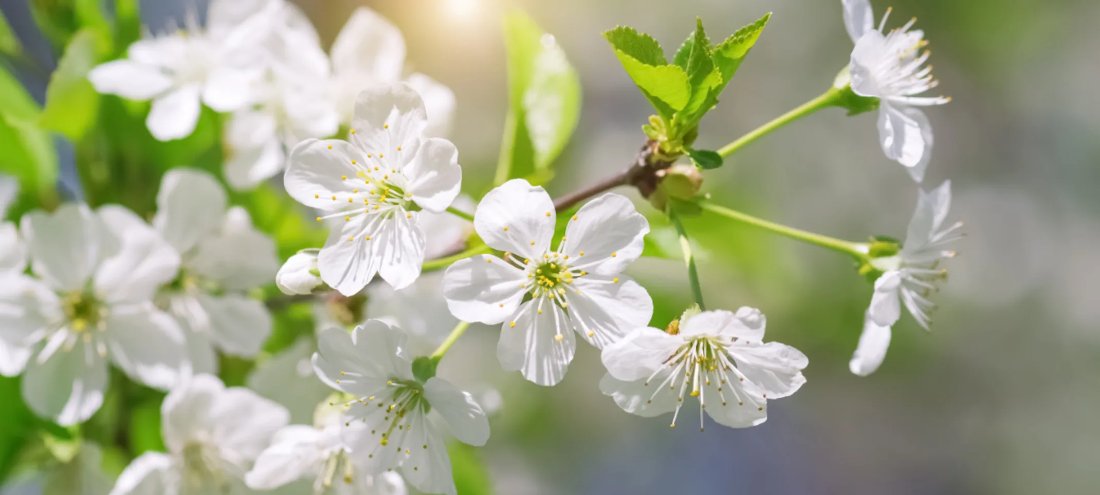 White Flowers