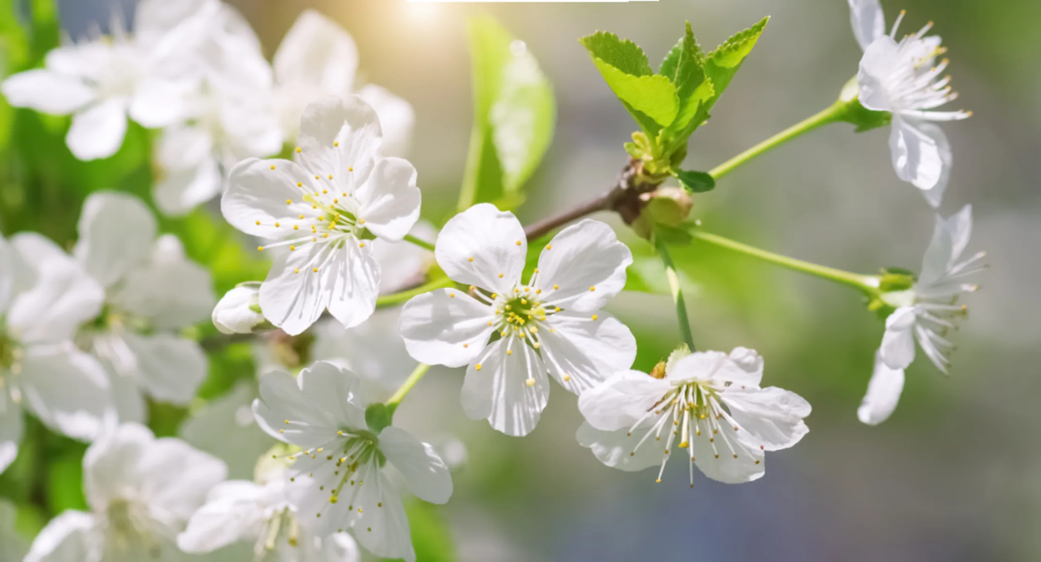 White Flowers White Flowers