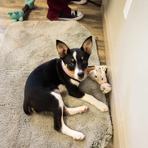 Puppy in bed on floor at The Valley Veterinary Hospital 