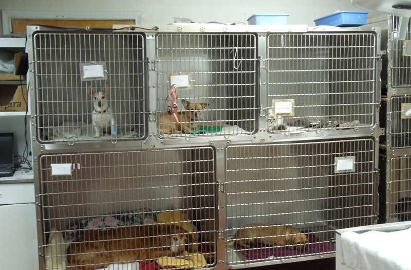 Coventry Animal Hospital Surgery