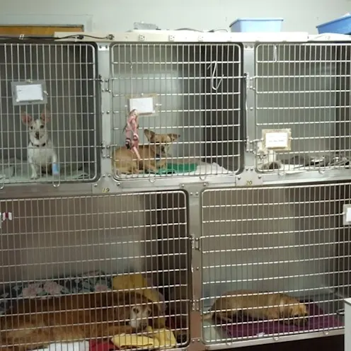 Coventry Animal Hospital Surgery Coventry Animal Hospital Surgery