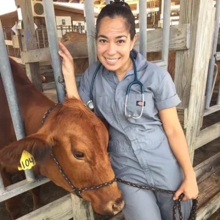 A veterinarian with a brown cow 