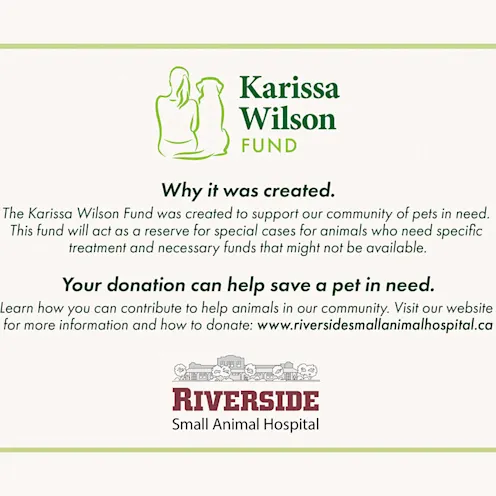 Karissa Wilson Fund, why it was created, your donation can help save a pet in need Karissa Wilson Fund, why it was created, your donation can help save a pet in need