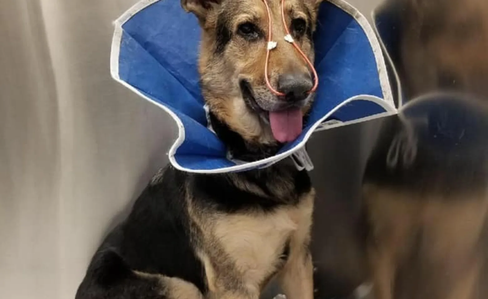 German Shepard in critical care.