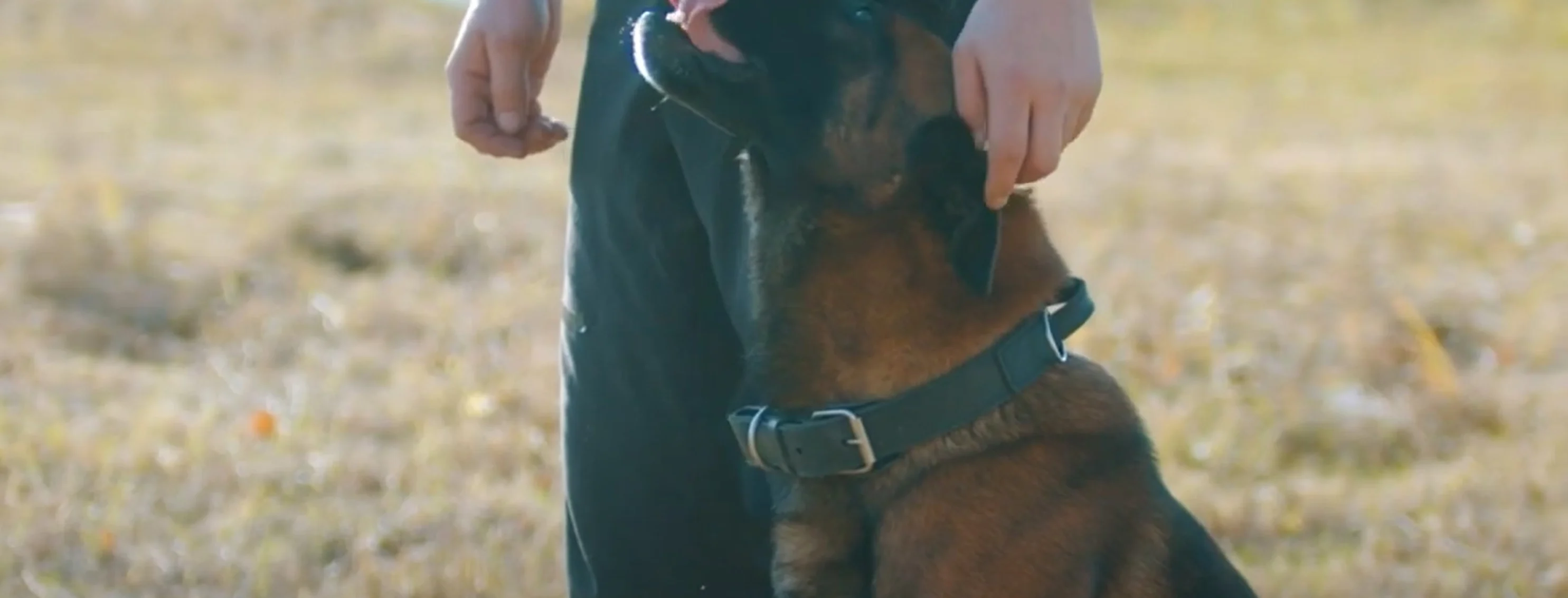 man petting dog in field