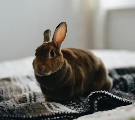 Rabbit sitting on a blanket on a bed