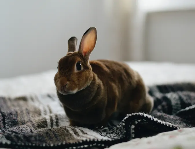 Rabbit sitting on a blanket on a bed