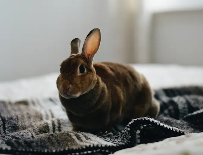 Rabbit sitting on a blanket on a bed Rabbit sitting on a blanket on a bed