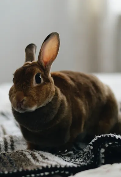 Rabbit sitting on a blanket on a bed Rabbit sitting on a blanket on a bed