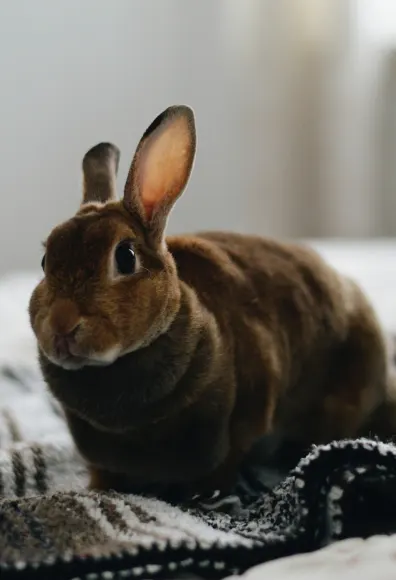 Rabbit sitting on a blanket on a bed