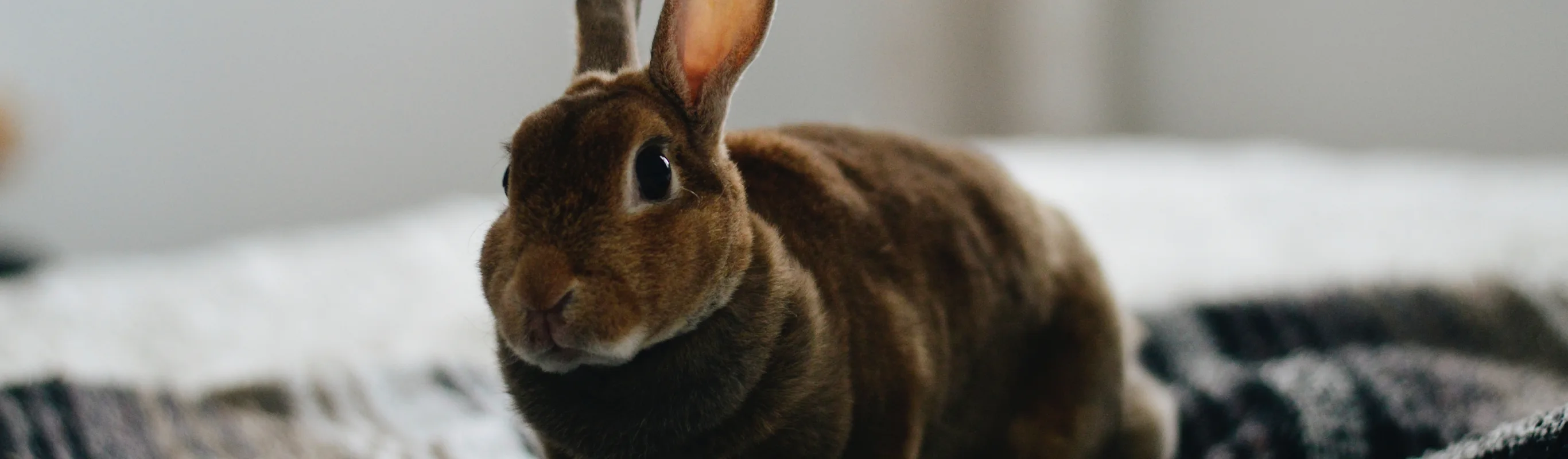 Rabbit sitting on a blanket on a bed Rabbit sitting on a blanket on a bed