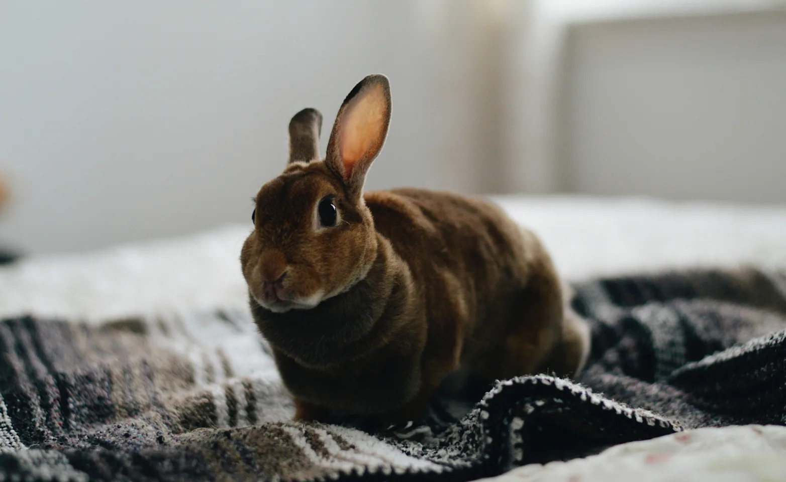 Rabbit sitting on a blanket on a bed