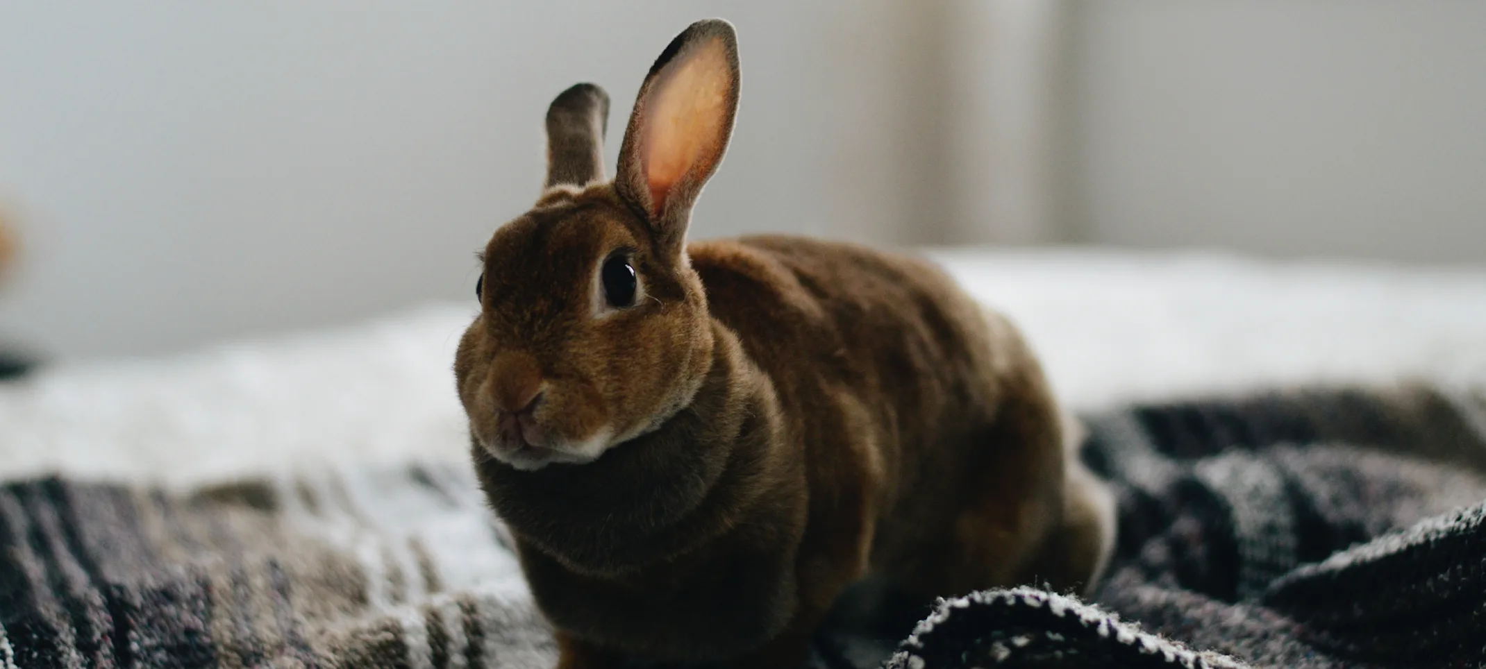 Rabbit sitting on a blanket on a bed