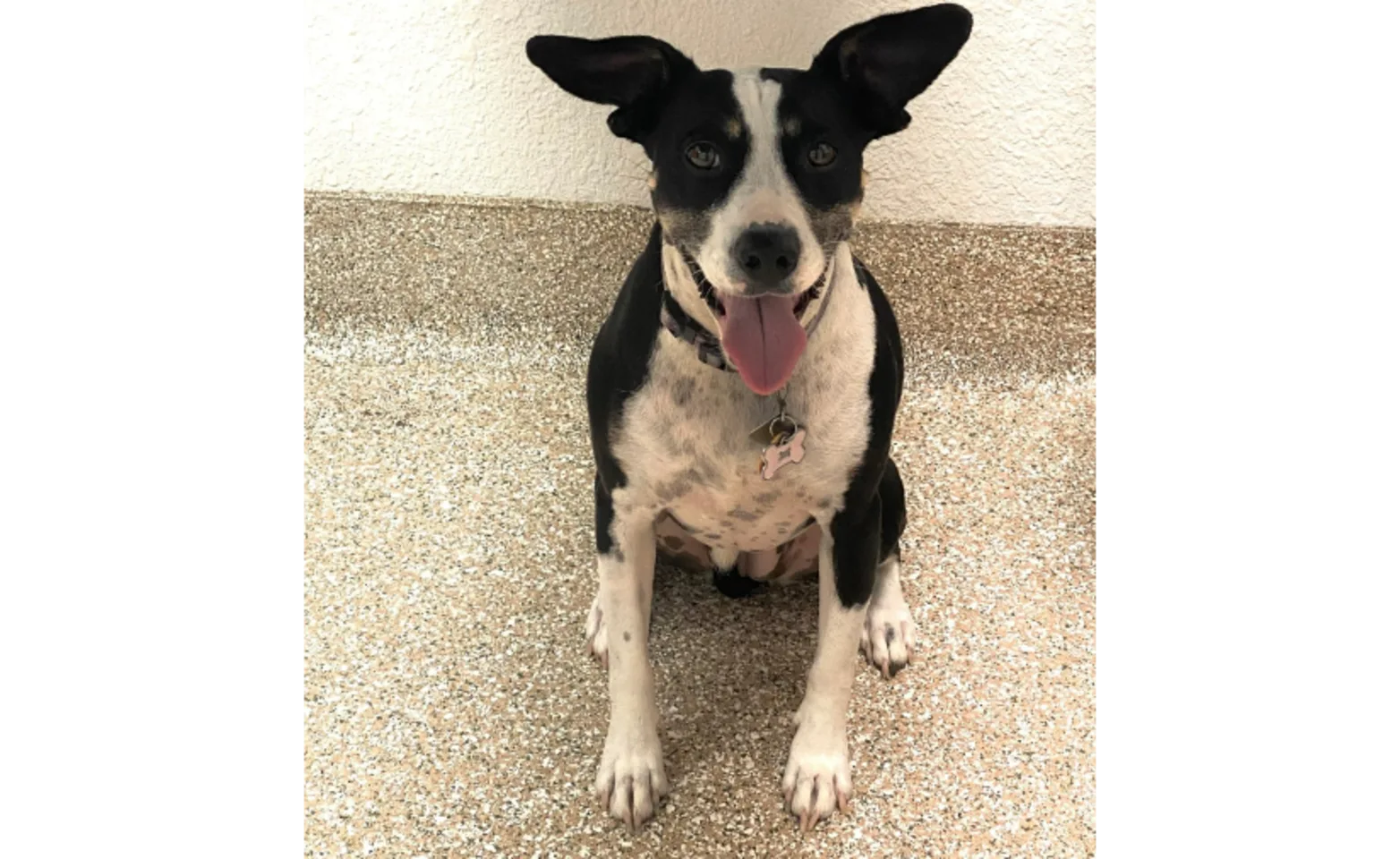 Black and White Dog WIth Ears Up