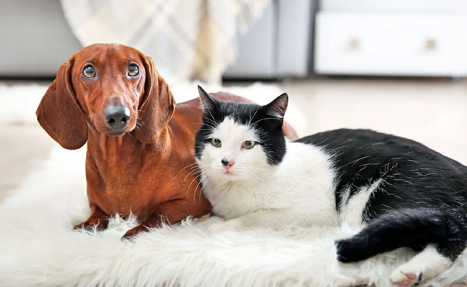 Cat and dog laying on a white rug at home 