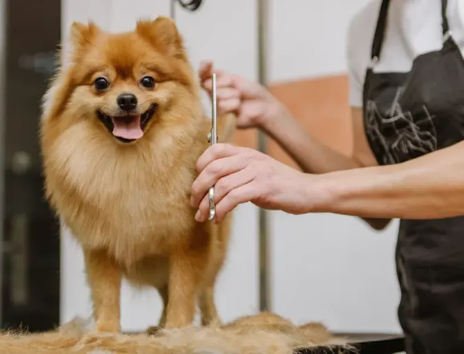 Little fluffy dog getting hair cut Little fluffy dog getting hair cut
