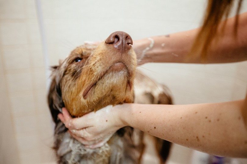 Brown dog receiving oatmeal bath