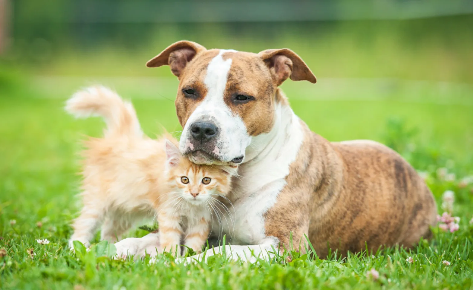 Dog and cat laying in grass together Dog and cat laying in grass together