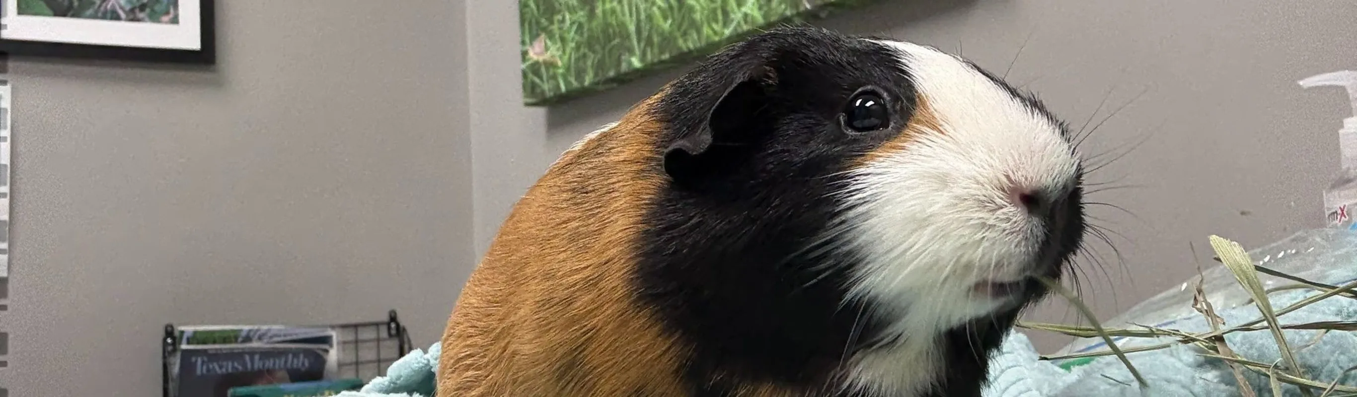 A smiling guinea pig. A smiling guinea pig.