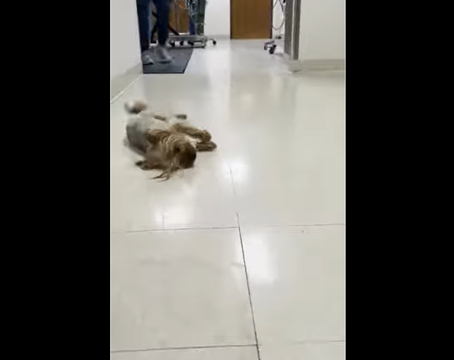 Yorkshire Dog laying sideways on the ground.