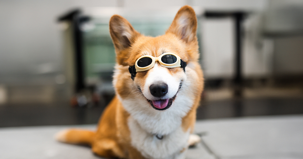 Laser therapy services at Aurora Animal Hospital | Aurora Animal Hospital