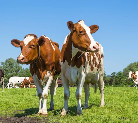 A group of cows standing outside in a grassy field A group of cows standing outside in a grassy field