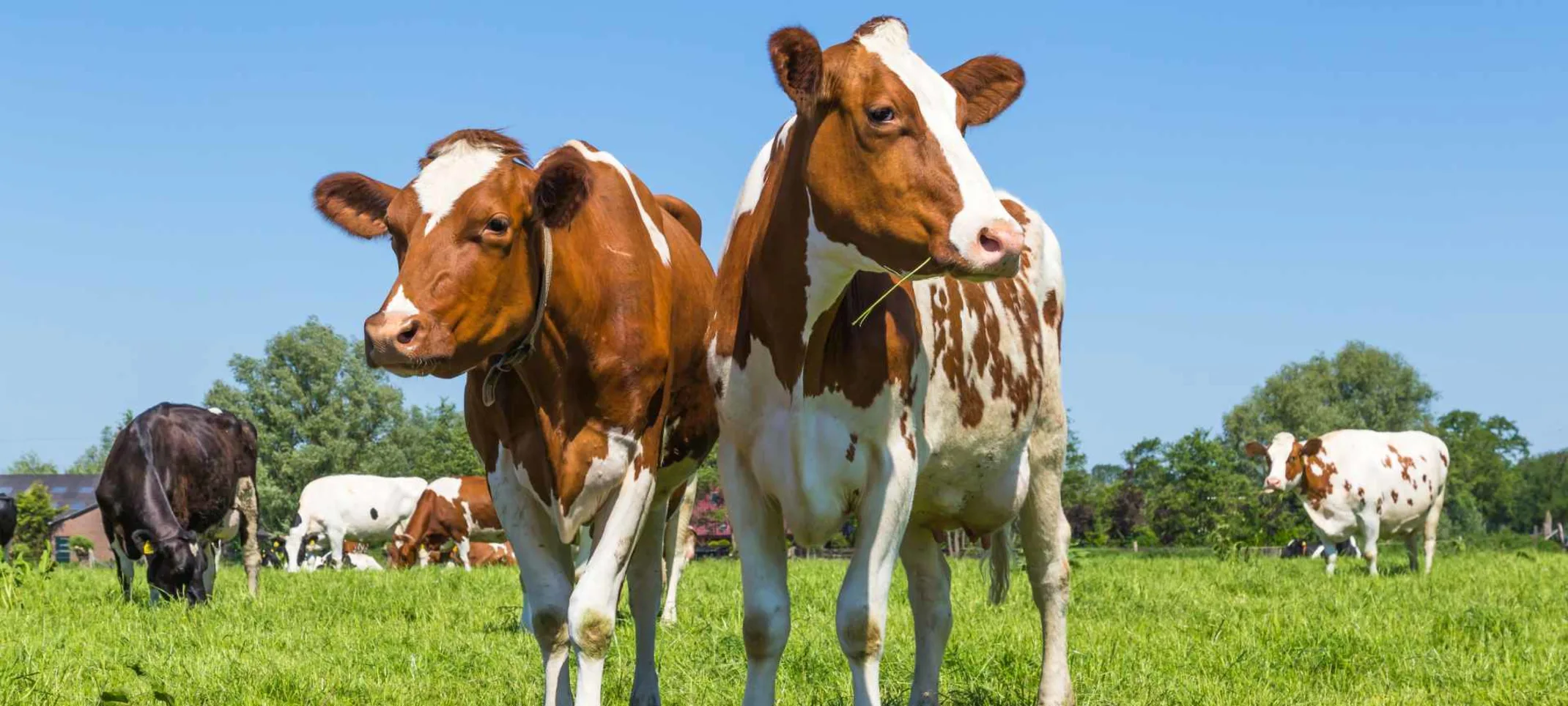 A group of cows standing outside in a grassy field A group of cows standing outside in a grassy field