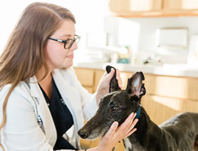 A veterinarian at Animal Emergency and Specialty Hospital of Grand Rapids examines a dog's ears A veterinarian at Animal Emergency and Specialty Hospital of Grand Rapids examines a dog's ears