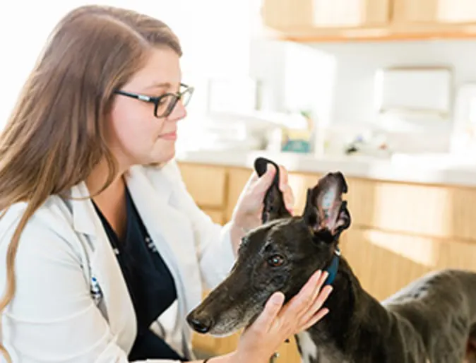 A veterinarian at Animal Emergency and Specialty Hospital of Grand Rapids examines a dog's ears