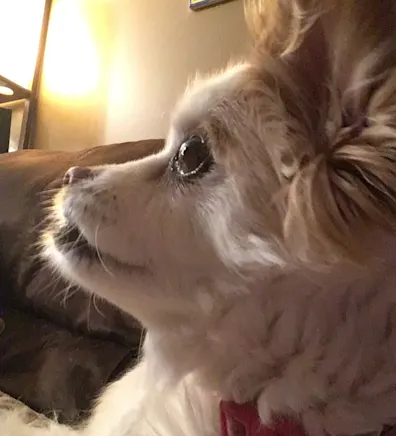 Photo of Pumpkin's side profile Photo of Pumpkin's side profile