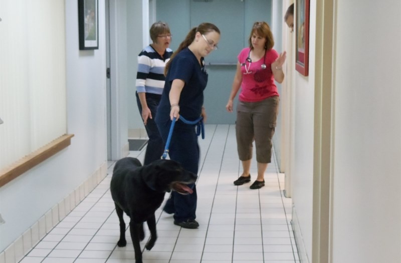 Coventry Animal Hospital Exam