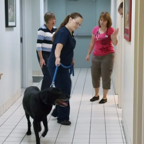 Coventry Animal Hospital Exam Coventry Animal Hospital Exam