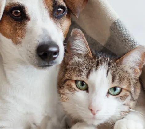 Dog and cat laying underneath blanket