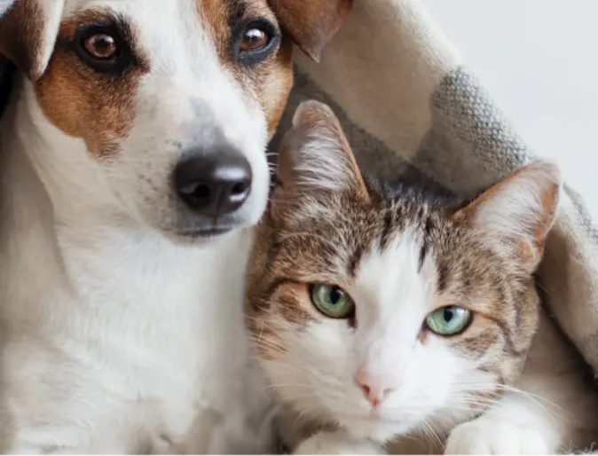 Dog and cat laying underneath blanket