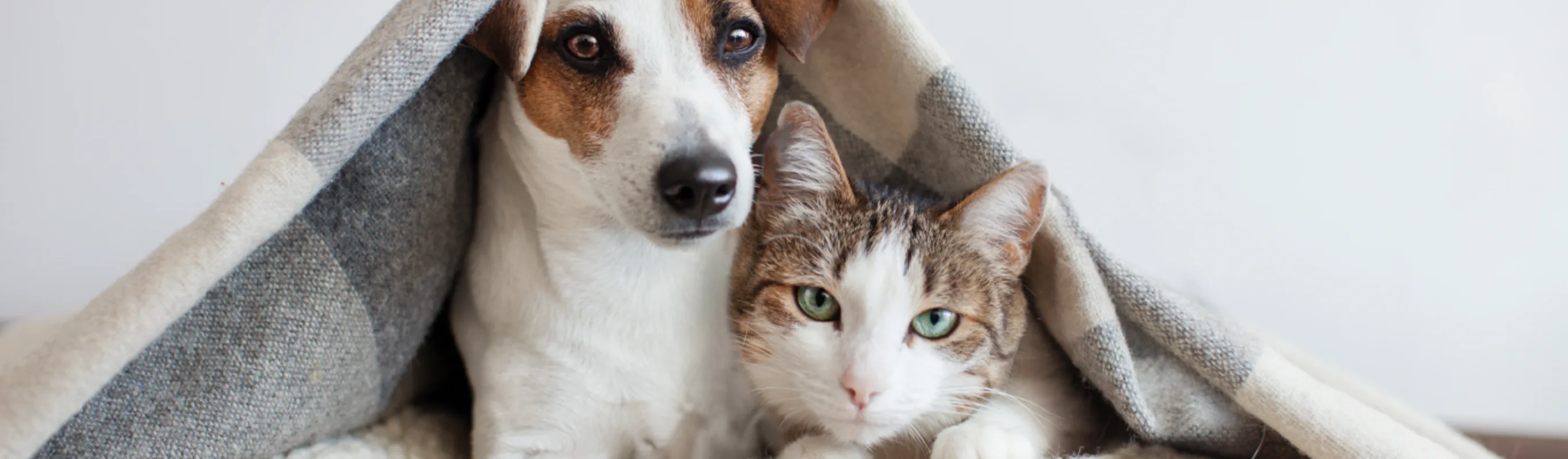 Dog and cat laying underneath blanket