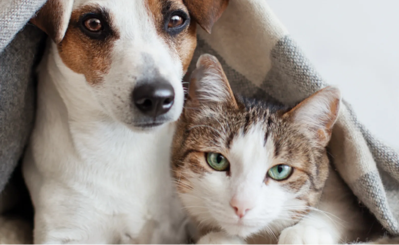 Dog and cat laying underneath blanket