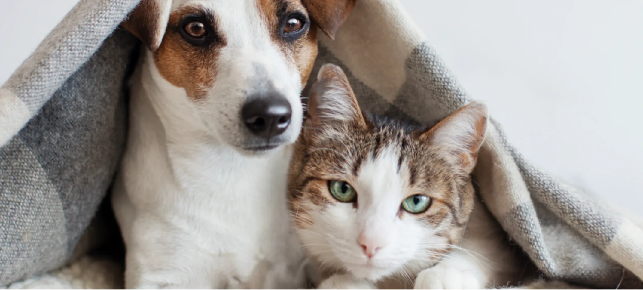 Dog and cat laying underneath blanket