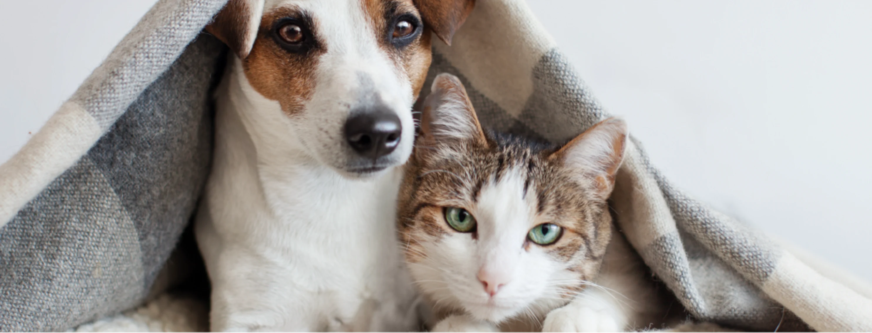 Dog and cat laying underneath blanket