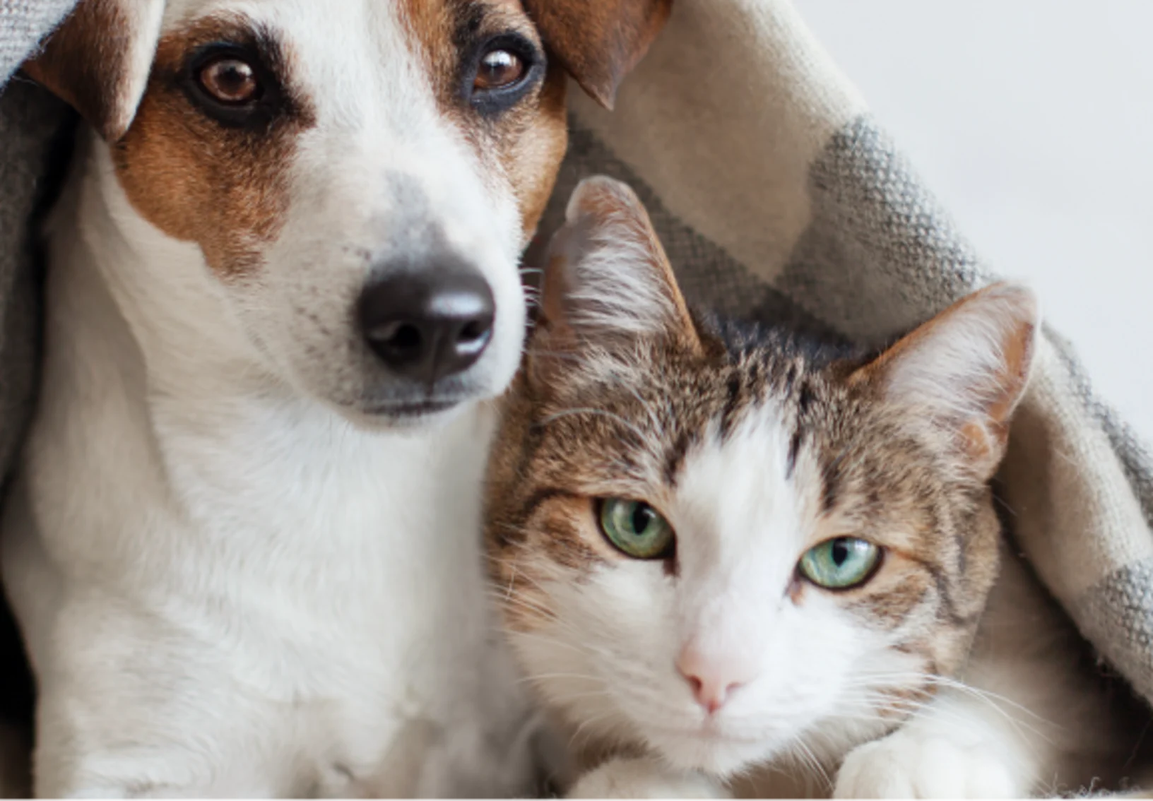 Dog and cat laying underneath blanket