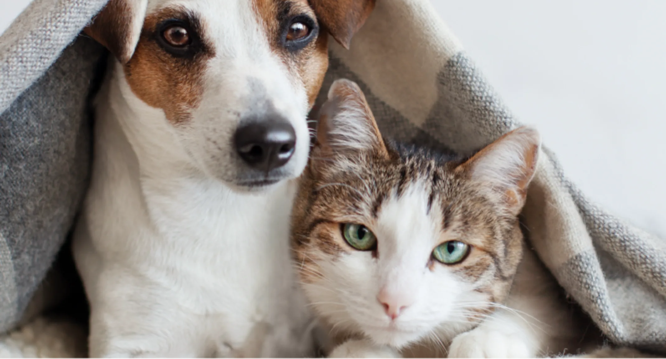 Dog and cat laying underneath blanket