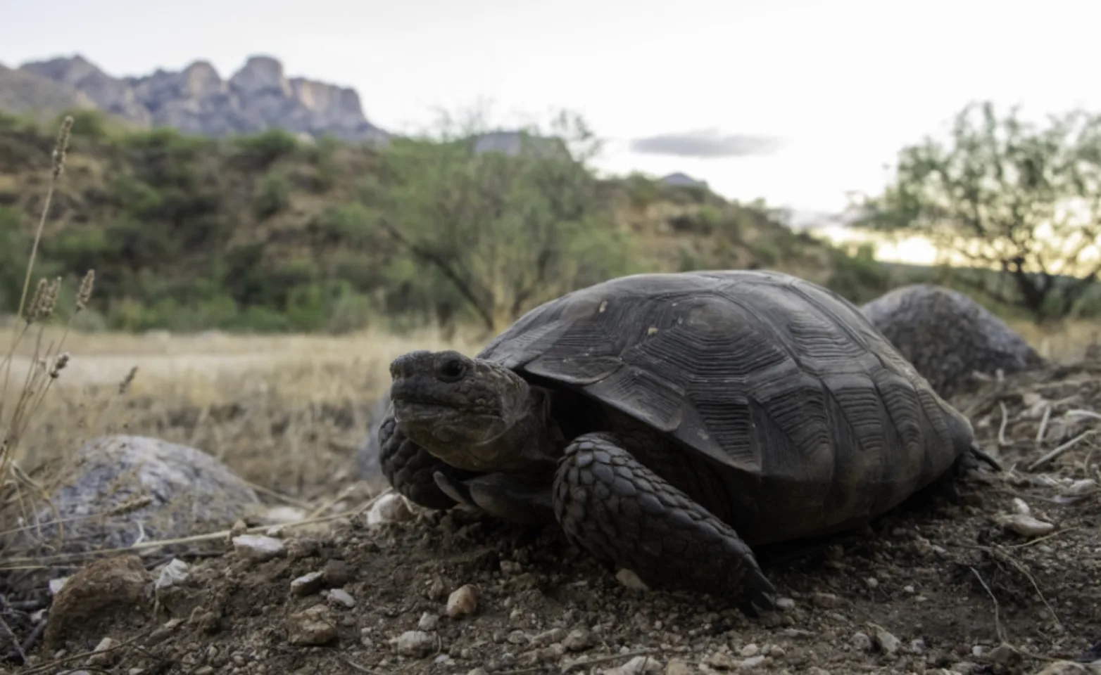 Gray Turtle in the Desert