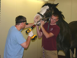 Vet cleaning a horse's teeth
