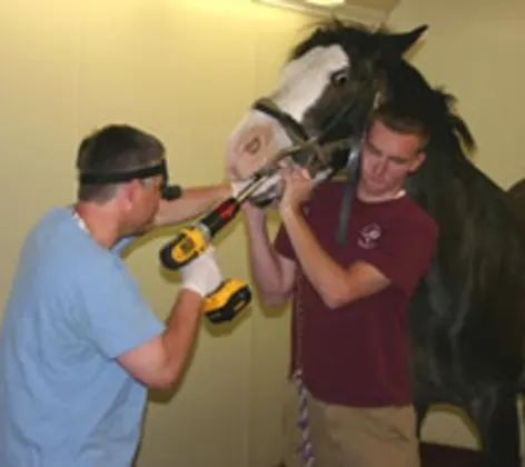 Vet cleaning a horse's teeth Vet cleaning a horse's teeth
