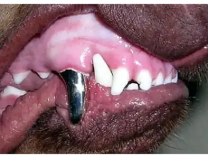 Pet's teeth with metal crowns Pet's teeth with metal crowns