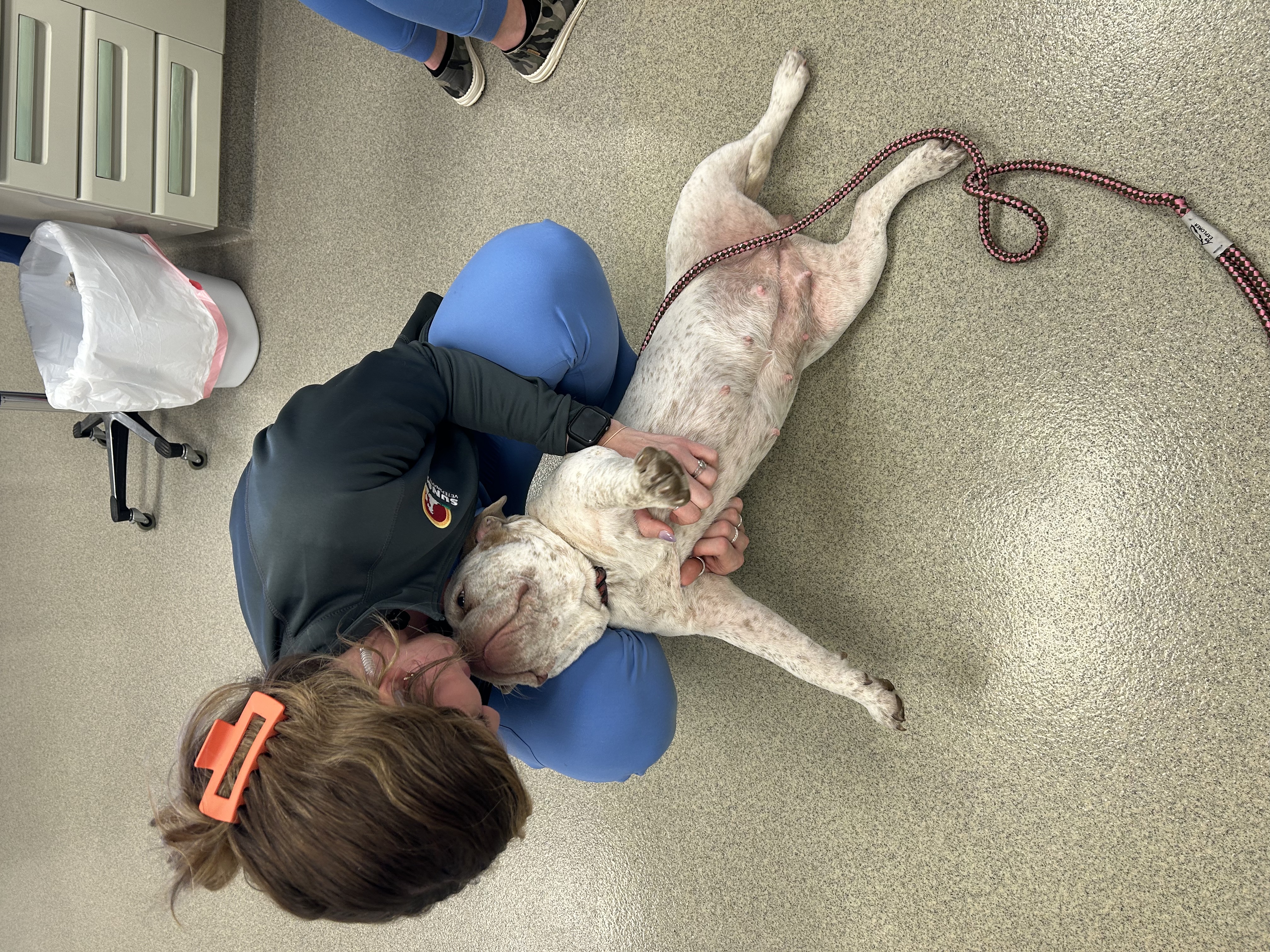 Employee rubbing a dog's belly