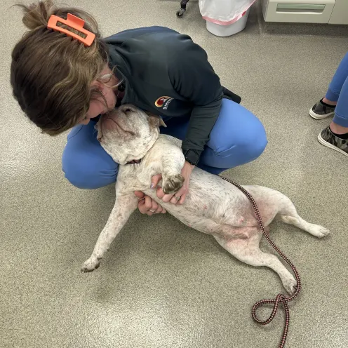 Employee rubbing a dog's belly