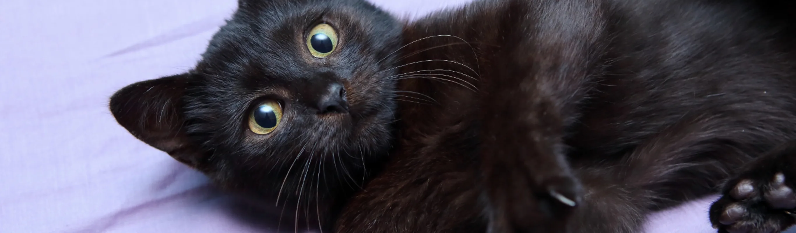 Black kitten playing on a bed Black kitten playing on a bed